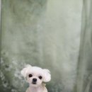 솜이 펫살롱 이미지