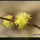 봄의언덕 이미지