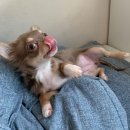 최근 기록 (모카의 중성화!!)