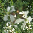 아마란스 이미지