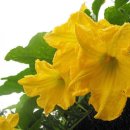 호박꽃 / 강효정 이미지