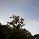 보석사   은행나무 이미지