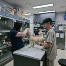 굿모닝24시동물병원 | 천안24시동물병원, 눈이 붉고 간지러워 보인다면 ‘이 질환’ 의심해야 합니다