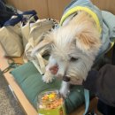 건강하개 먹개 이미지