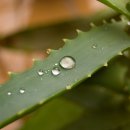 알로에테마파크 이미지