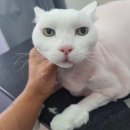 아꼬운냥 이미지