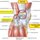 스포츠손상(장경인대염/장경인대증후군) 이미지