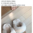 진이맘홀릭 이미지