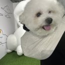 지니펫살롱 이미지