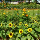 (주)해바라기