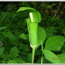 황금대박 이미지