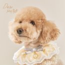 디어마이펫(DEARMYPET) | [망원] 나나의 첫 프로필사진 홍대사진관 스튜디오원픽!