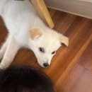 오뜨아이제주점 | [반려동물] 포인핸드 입양 후기 3편(입양 당일)