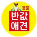 반값애견