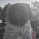 아루보리 이미지