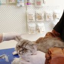 파주고양이 미용실 이미지