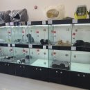 하나켄넬 이미지