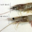 대하 이미지