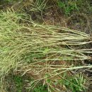 이삭농장 이미지