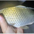 회암소류지 이미지