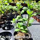 국화 판매[10cm포트묘] 이미지