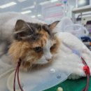 신성동물병원 | 고양이신부전치료? 신장수치 90% 이상 회복한 치료사례 (with. 주의사항)