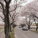 지리산 쌍계사 벚꽃길이 떠오르는 대구 벚꽃길 이미지