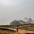 오륙도 | 부산 오륙도 수선화 실시간 후기 지금 상태 솔직하게 알려드림 (3월말 방문)