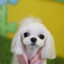 소금소금 펫살롱 이미지