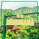 [평창여행] 평창 가볼만한 곳! 허브나라농원!