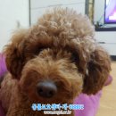 꼭지슈퍼 이미지