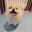 본원유치원 | I 퐁퐁이가 찐 만족한 송파구강아지 유치원 내돈내산 후기 I PAWLINE PET I 잠실 강아지 호텔링 I...