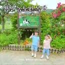 용인 농도원 목장 체험 재방문 후기 예약 방법 점심 도시락 준비물까지