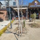 버치샵 | "여기가 춘천 브런치 끝판왕!" 버치앤브레드, 카운터 옆에서 갓 구운 '막걸리 깜빠뉴'와 파니니 비주얼...