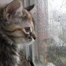 야옹야옹 이미지