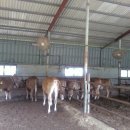 한우막사 이미지