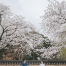 승호디자인 | 🌸경주 벚꽃 스냅 추천｜승호스냅 × 스튜디오 초 한복대여 '벚꽃 아래 & 청현' 촬영 후기