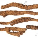 본초소개(제2장 - 청열약 - 호황련(胡黃蓮) ) 이미지