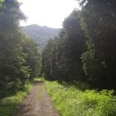 편백나무숲 이미지