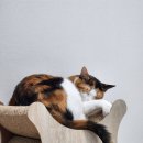 후쿠오카 고양이 간식 쇼핑 이온몰 쇼핑목록 간단 기호성 후기