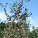 덕산농원 이미지