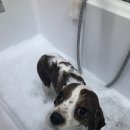 찰리애견미용샵 이미지