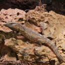 파충류샵 렙타일스테이션 이미지