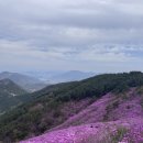 📌 창원 천주산 진달래 만개 후기｜주차 현실 + 등산코스 + 북면막걸리까지