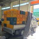 한편농원 | 설 명절 전 사과 경매 후기(청옥산 농원)