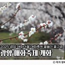 지에스25광양매화 | 25년 광양매화마을 매화축제 꽃놀이 후기 개화상태 개화율 실시간 지금이 딱 좋아요