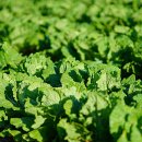 기쁨농장 이미지