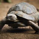 거북이집 이미지