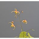 플라버 Daum카페