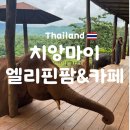 치앙마이 자유여행 엘리핀팜&amp;카페 솔직 후기